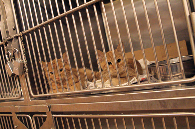 Animal euthanasia: Easy solution, difficult problem